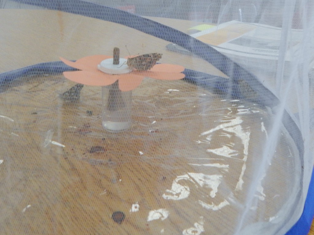 LakeView K-8 Academy