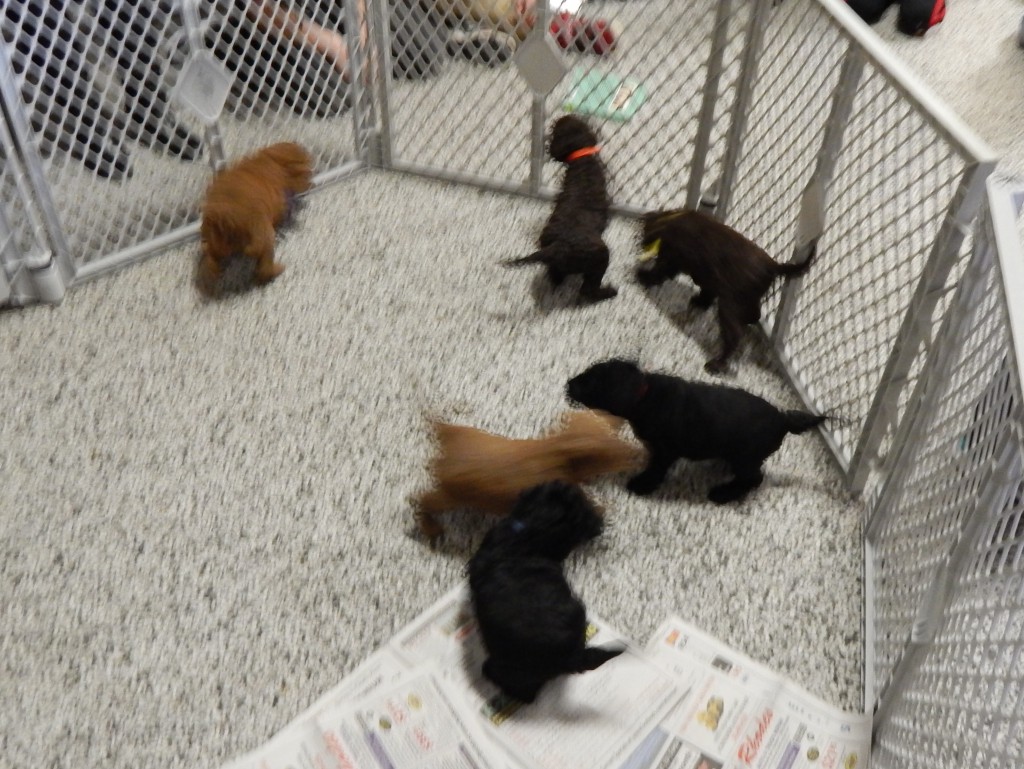 LakeView K-8 Academy