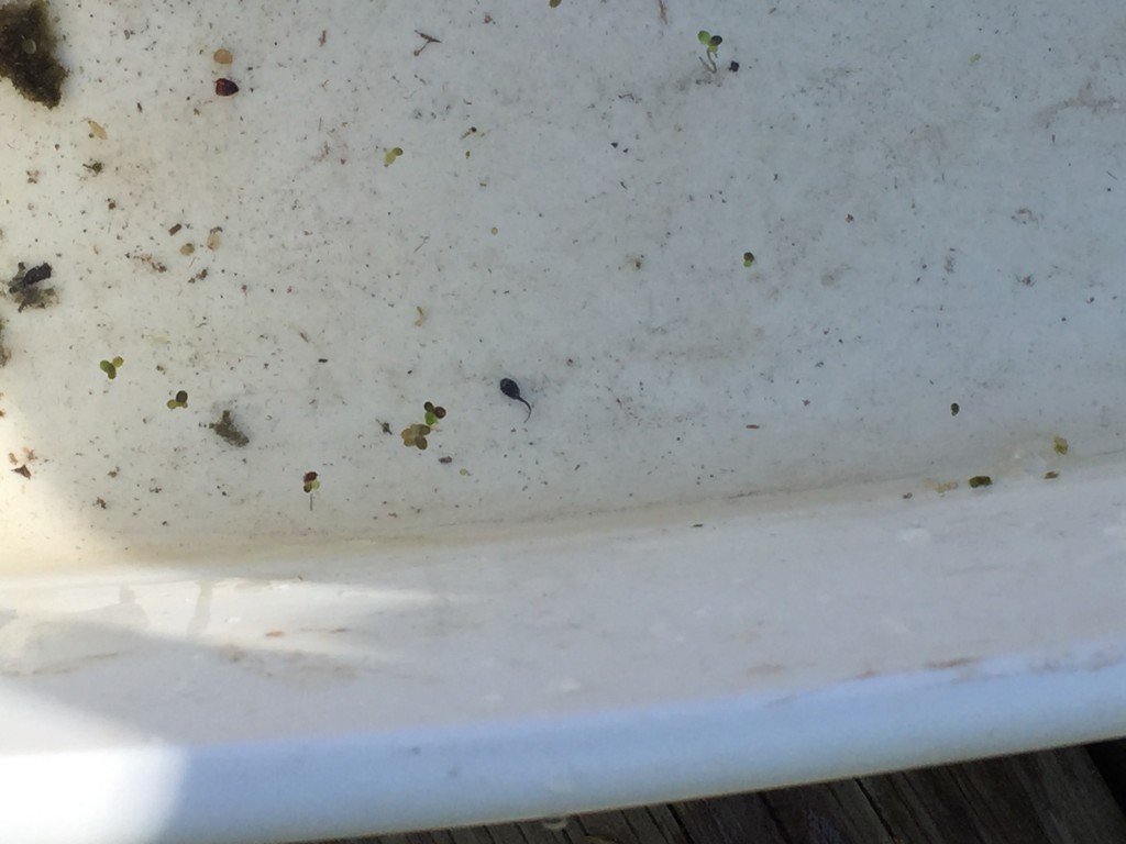 LakeView K-8 Academy