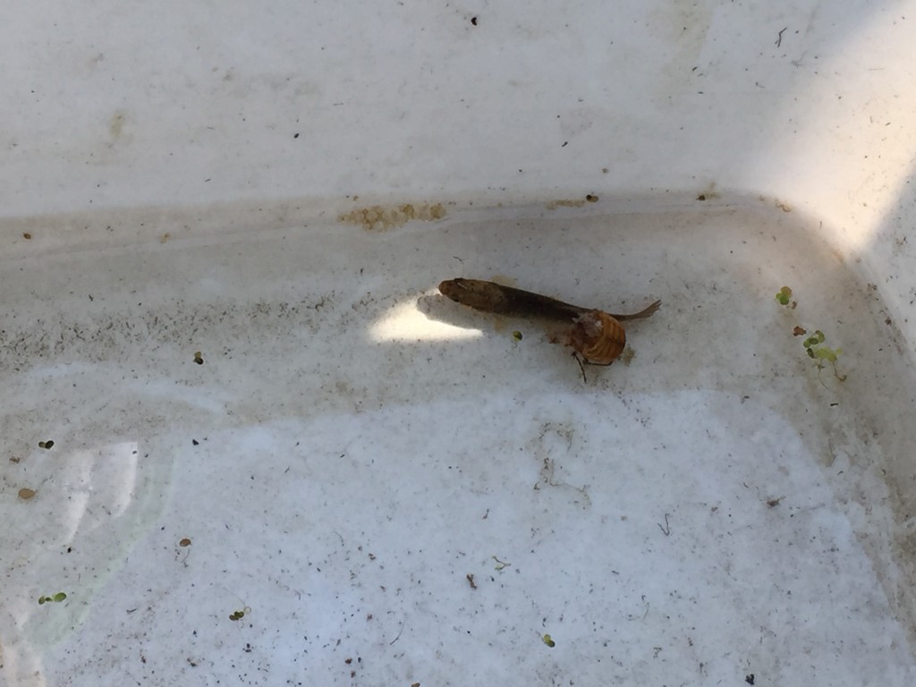 LakeView K-8 Academy