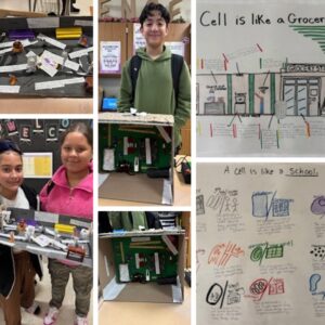 Cells and Organelles