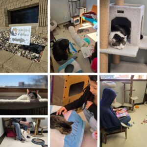 Bradford students practice literacy with Kindred Kitties